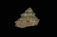 藏品(塔星螺)的圖片